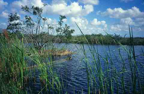 typisches Everglades-Schwemmland