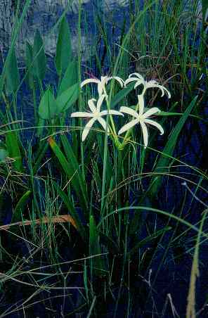 Sumpf-Lilien